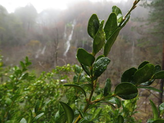 HOJA CON GOTA DE AGUA