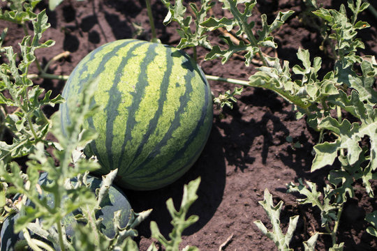 A large watermelon in the garden, a bright summer green picture