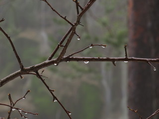 GOTA DE AGUA