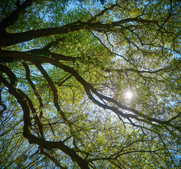 Arbres © monsieur_c