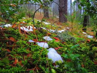 NIEVE SOBRE VERDE