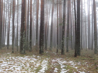 BOSQUE EN NIEBLA