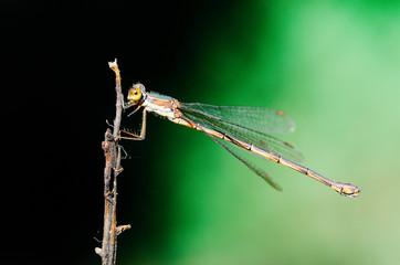 Small European-Mediterranean dragonfly under the natural light on a sunny day.