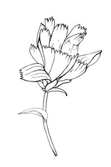 Contour flower chicory, branch and leaf. Isolated on white background. Hand drawn. Doodle style. For floral design, greeting card, invitations, coloring book. Vector stock illustration.