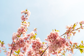 Beautiful tender tree blossom in sun light, floral background, spring blooming flowers