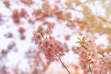Beautiful tender tree blossom in sun light, floral background, spring blooming flowers