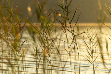 Swaying reeds in the lake in front of the cozy warm evening sunlight in August in Lithuania. Close up, defocused