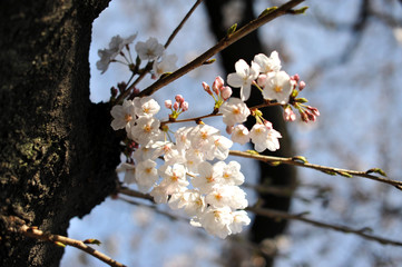 春の東京の石神井川沿いで咲く桜の花の風景