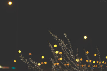 Abstract lights with flowers.