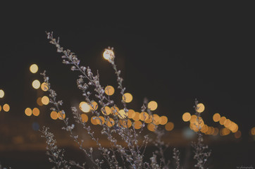 Abstract lights with flowers.