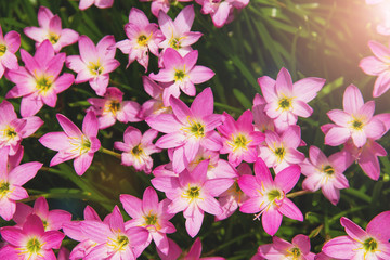 background with pink flowers