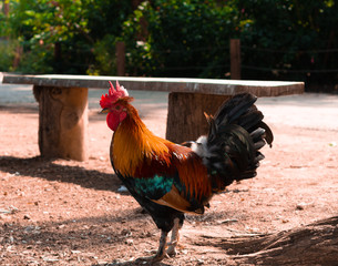 Rooster