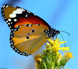 butterfly on a flower. Mediterranean butterfly under the sun.