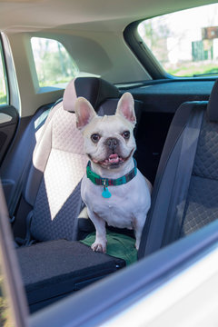 Bulldog Franc&eacute;s blanco sentado y asom&aacute;ndose por la ventanilla de un coche. 