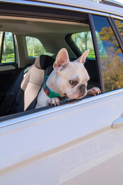 Bulldog Franc&eacute;s blanco sentado y asom&aacute;ndose por la ventanilla de un coche. 