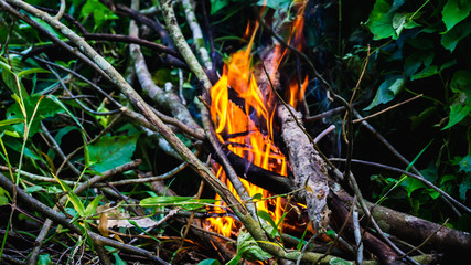 Close up view of fire burning the old dried tree branches and woods in the garden.