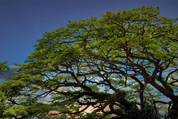 A huge old oak tree in a tropical forest