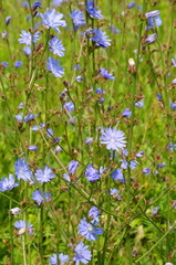 Chicory ordinary (lat. Cichorium intybus) blooms in a meadow on a summer day