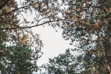 Bellow view of pine tree branches making a frame with blue sky in the middle.