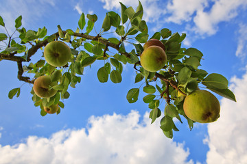 Branch with pears isolated on blue sky. Garden background.