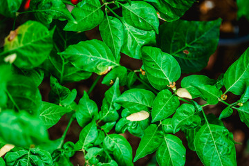 background of green leaves