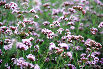 Purple flowers for the background