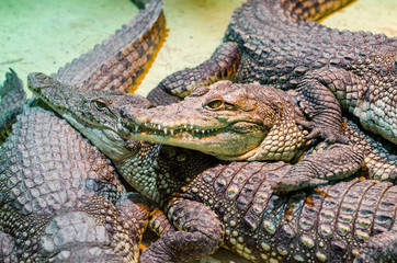 several alligator crocodiles close up
