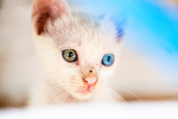 baby cat  with different eye color