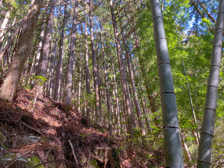 Naklejka premium Bamboo forest in the mountains of Japan.