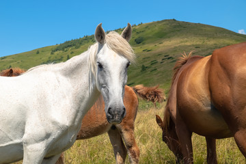 Obraz premium Horses with a foal walking in the mountains on a meadow on a warm summer day. Natural background