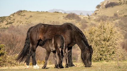 A free-roaming mare suckling her foal while eating grass..