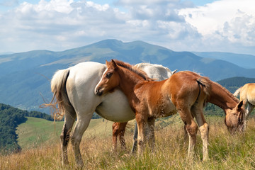 Fototapeta na wymiar Horses with a foal walking in the mountains on a meadow on a warm summer day. Natural background