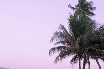 Fototapeta na wymiar palm tree against sunset sky