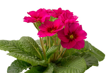 Primula vulgaris