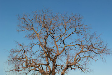 dead tree in winter