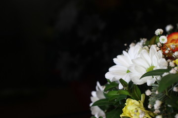  white daisies on a dark background