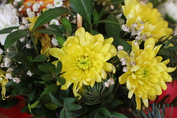  yellow chrysanthemums with green leaves