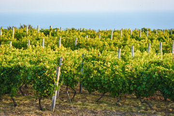 Fototapeta na wymiar Vineyards at sunset. Agriculture, wine growing. Vineyard near the sea.