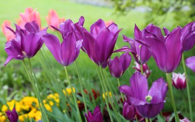 Obraz na płótnie Canvas Tulips.