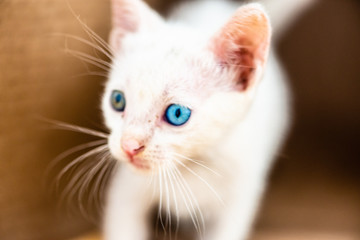 baby cat  with different eye color