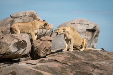 Fototapeta na wymiar Lioness sits snarling at another on rock