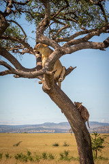 Fototapeta na wymiar Lioness sits with cub in twisted tree