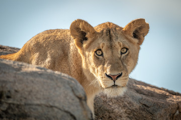 Fototapeta premium Lioness sits watching camera between rocky boulders