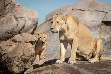Lioness sits with cub on sunny kopje