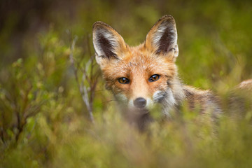 Fototapeta premium Close-up of a red fox, vulpes vulpes, peeking out from green vegetation in mountains in summer. Wild mammal hiding in nature and looking into camera.