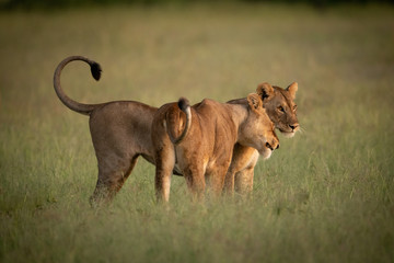 Lioness stands nuzzling another in long grass