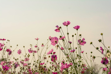 field of Pink cosmos flowers
