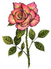 Vintage pink rose isolated on white background, Hand drawn Botanical illustration.