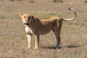 Lioness stands on short grass in sunshine