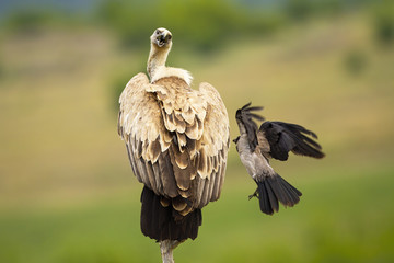 Griffon vulture, gyps fulvus, sitting on a bough and being attacked by a crow in summer nature. Wild scavenger bird defending position with blurred green background in wilderness.